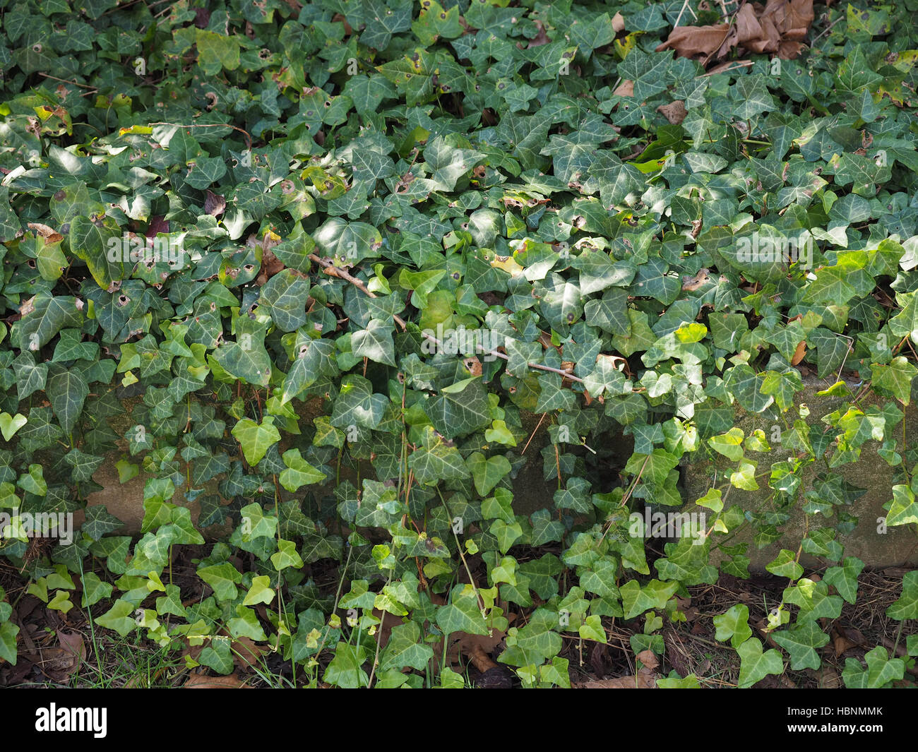 Ivy le foglie di piante Foto Stock