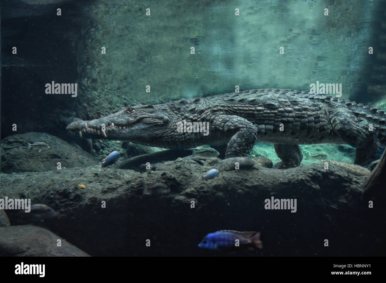 Il croc sotto l'acqua Foto Stock