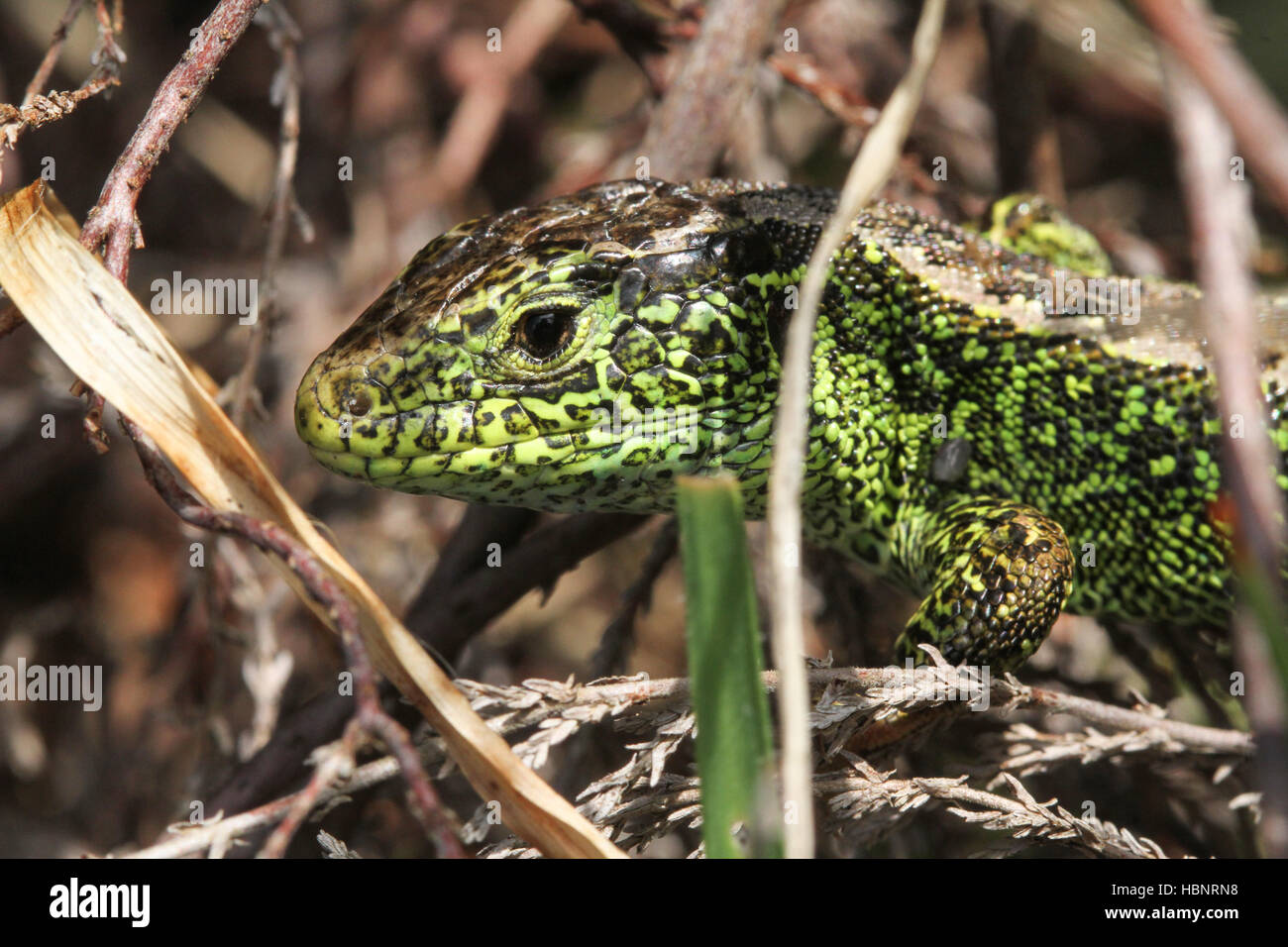 Un maschio rare Biacco (Lacerta agilis) nascosti nel sottobosco. Foto Stock