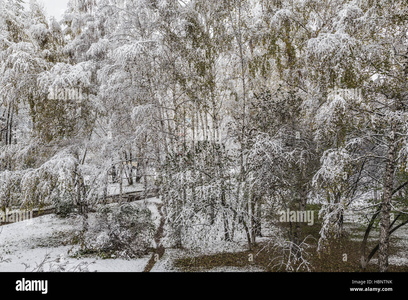 Prima neve Foto Stock