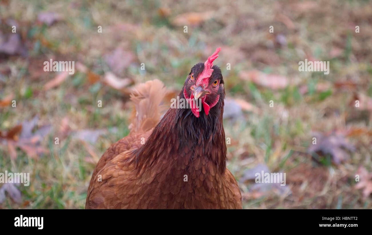 La Rhode Island red pollo espressivo, aspetto curioso Foto Stock