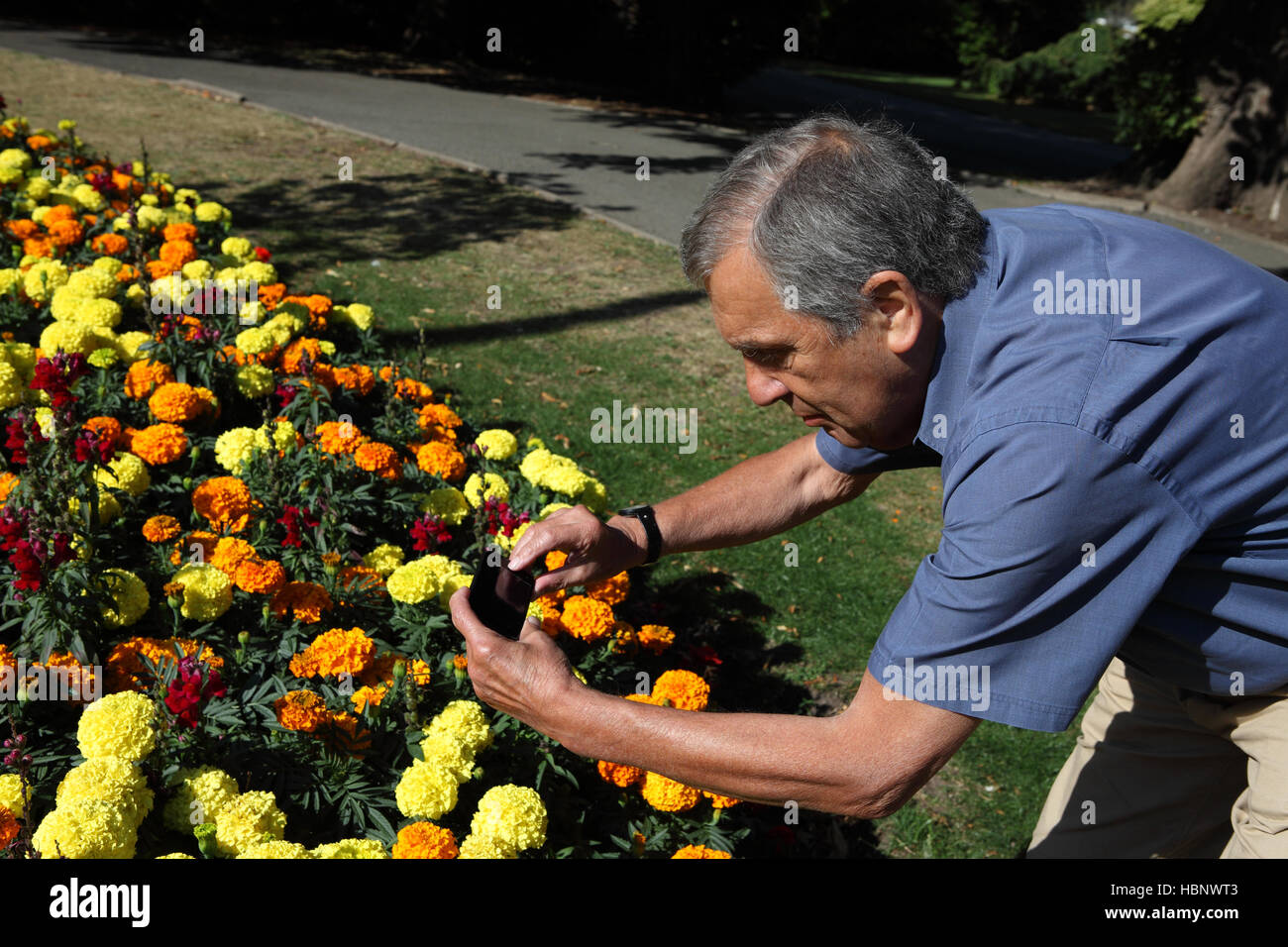 Un anziano settantaquattro usa il suo smartphone per scattare foto dei fiori di Marigold in una giornata di sole a Canon Hill Park. Birmingham, Inghilterra. Foto Stock