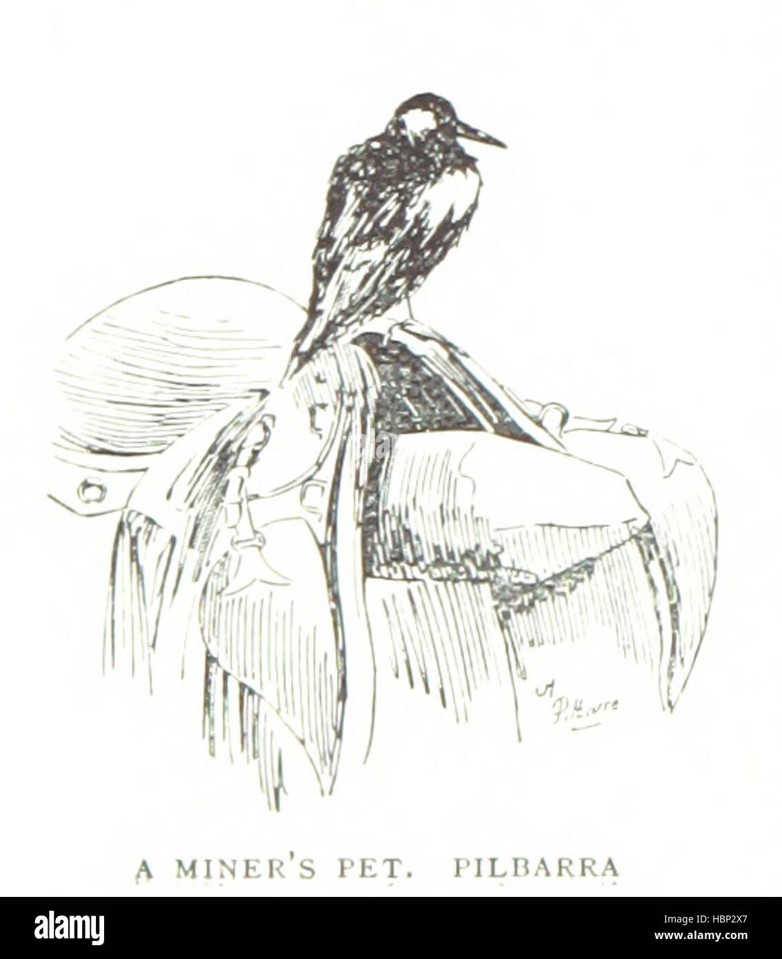 Immagine presa da pagina 326 di 'My Quarto Tour in Australia occidentale ... Illustrato da Walker Hodgson, ecc. [Con un ritratto.]' immagine presa da pagina 326 di 'My Quarto Tour in Foto Stock