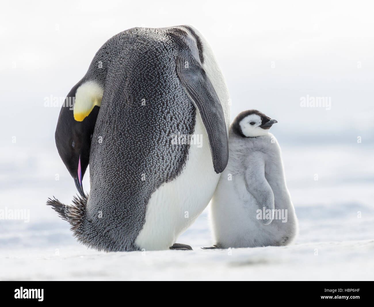 Un pinguino imperatore chick si appoggia contro un genitore che è occupato preening Foto Stock
