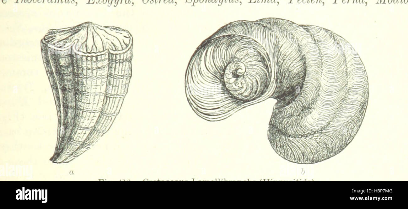 Immagine presa da pagina 951 del " Libro di testo di geologia ... Terza edizione riveduta e ampliata' immagine presa da pagina 951 del " Libro di testo di geologia Foto Stock