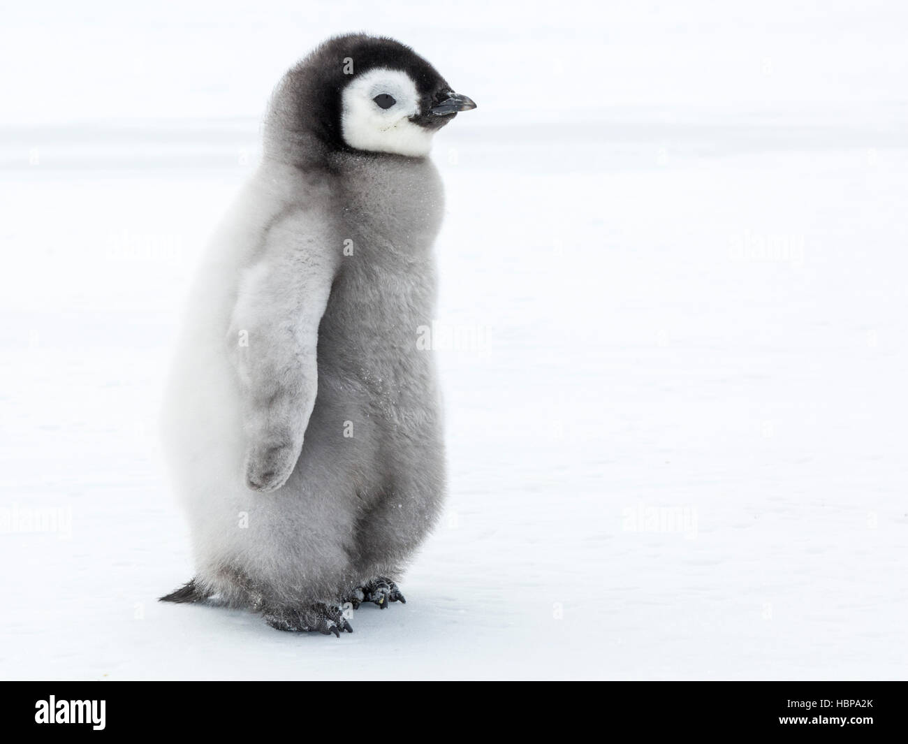 Frozen toy penguin immagini e fotografie stock ad alta risoluzione - Alamy