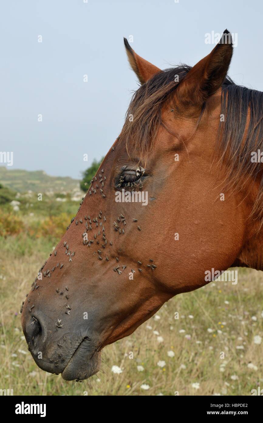 Pony asturiana con masse di faccia vola / Autunno casa vola (Musca autumnalis) sulla sua testa e intorno ai suoi occhi e narici. Foto Stock