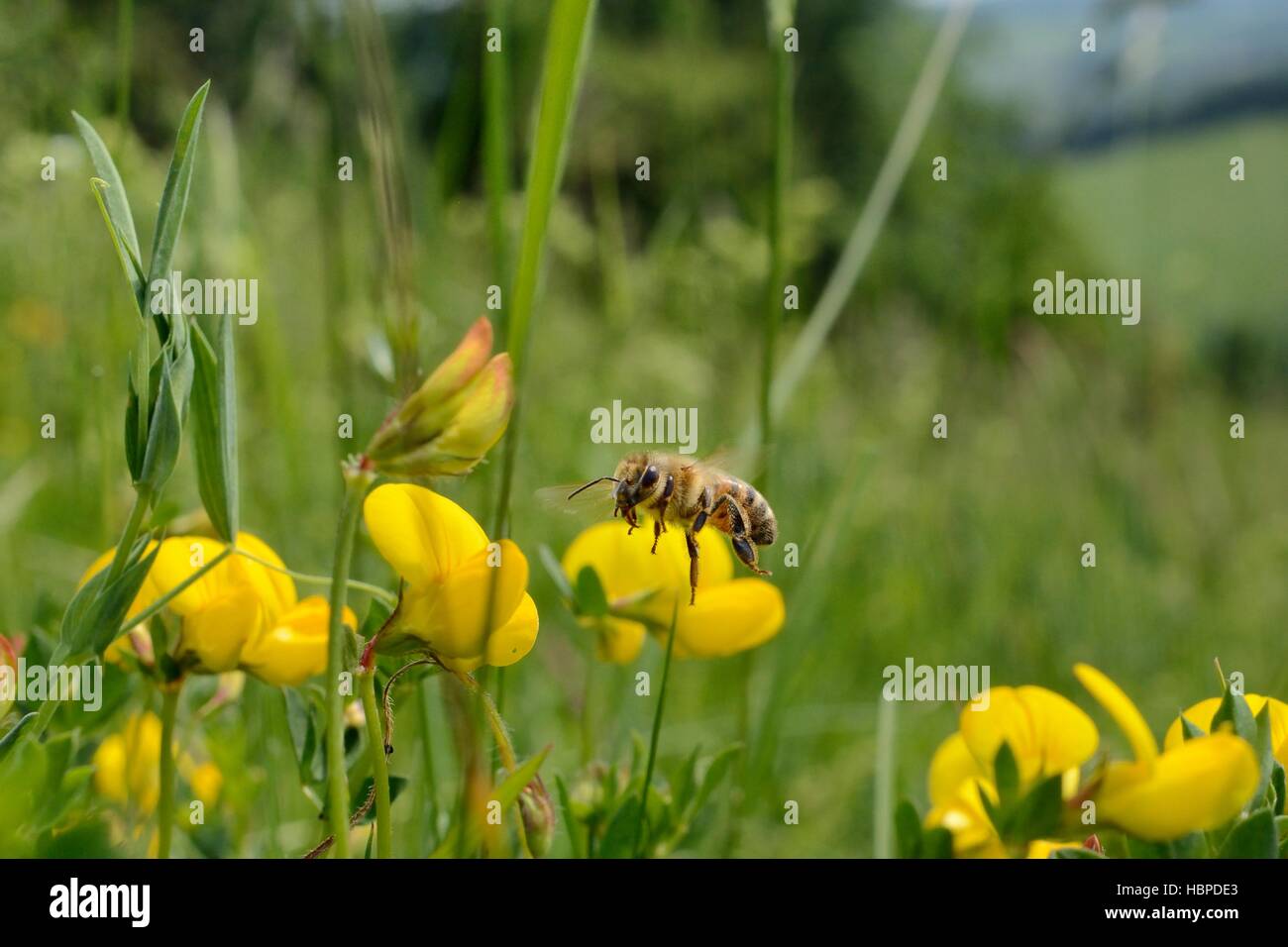 Honeybee (Apis mellifera) battenti di trifoglio Birdsfoot (Lotus corniculatus) fiori in un tradizionale prato da fieno, Near Bath, Regno Unito. Foto Stock