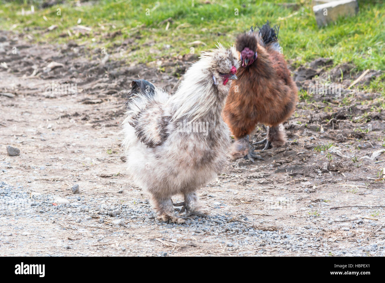 A ruota libera di polli in una fattoria Foto Stock