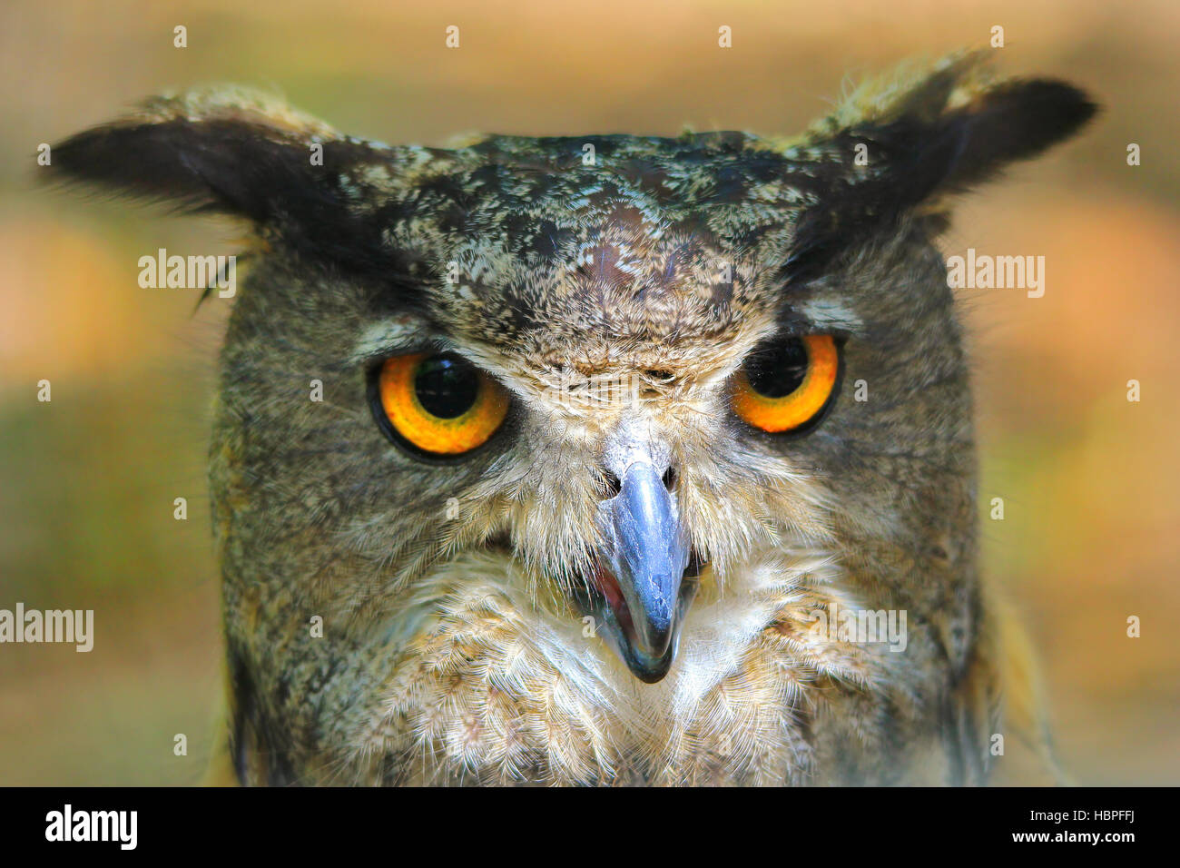 Un gufo corneo più grande posa con gli occhi dorati mozzafiato, come si vede a Saint Louis, Missouri, Stati Uniti. Foto Stock