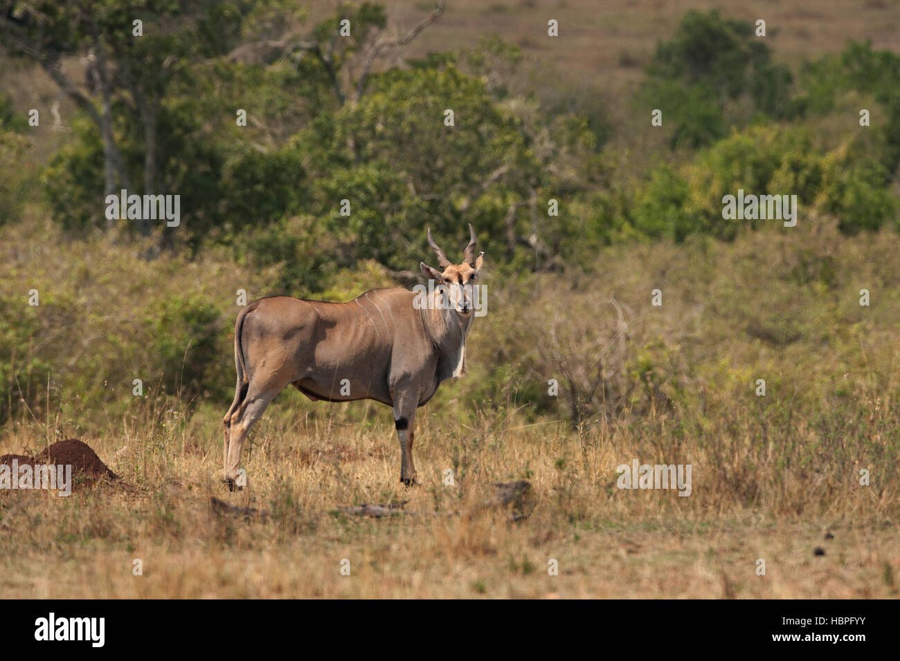 Common eland, Eland Meridionale (Taurotragus oryx, Tragelaphus oryx), singola alimentazione antilope, Kenia Masai Mara National Park Foto Stock