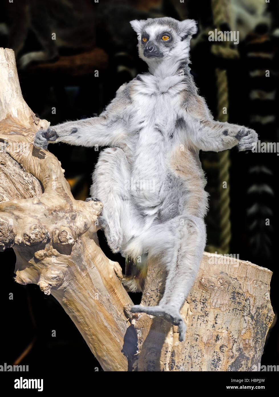 Anello-tailed lemur seduti al sole Foto Stock