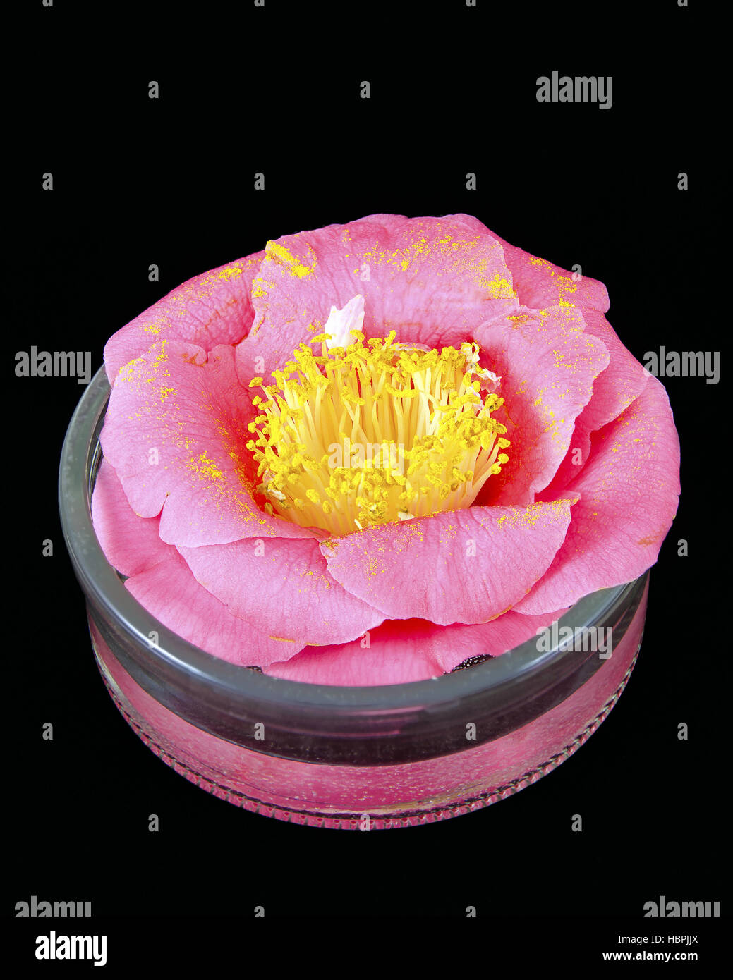 Pink Camellia blossom Foto Stock