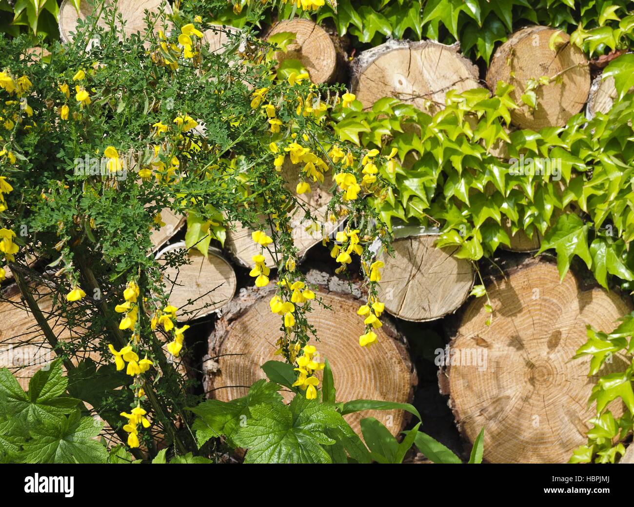 Fioritura gialla ginestra Foto Stock