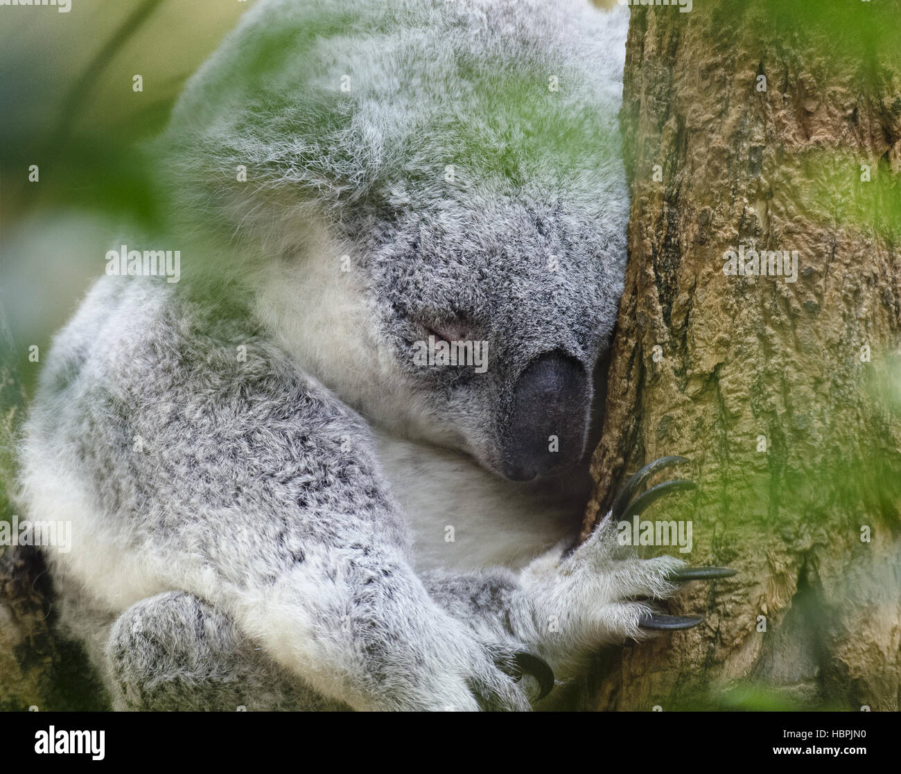 Sleeping koala bear Foto Stock