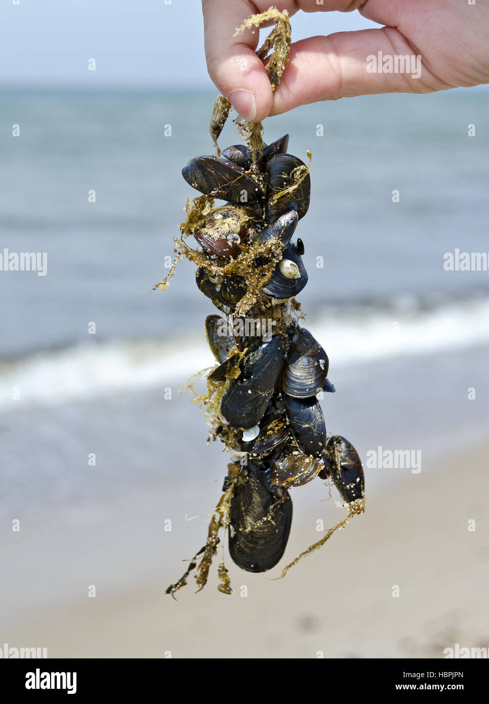 Le alghe ricoperta da cozze Foto Stock