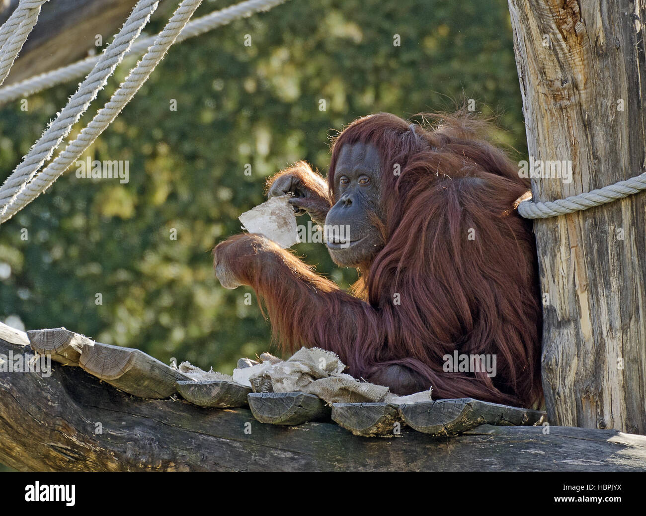 Orang femmina-outang Foto Stock