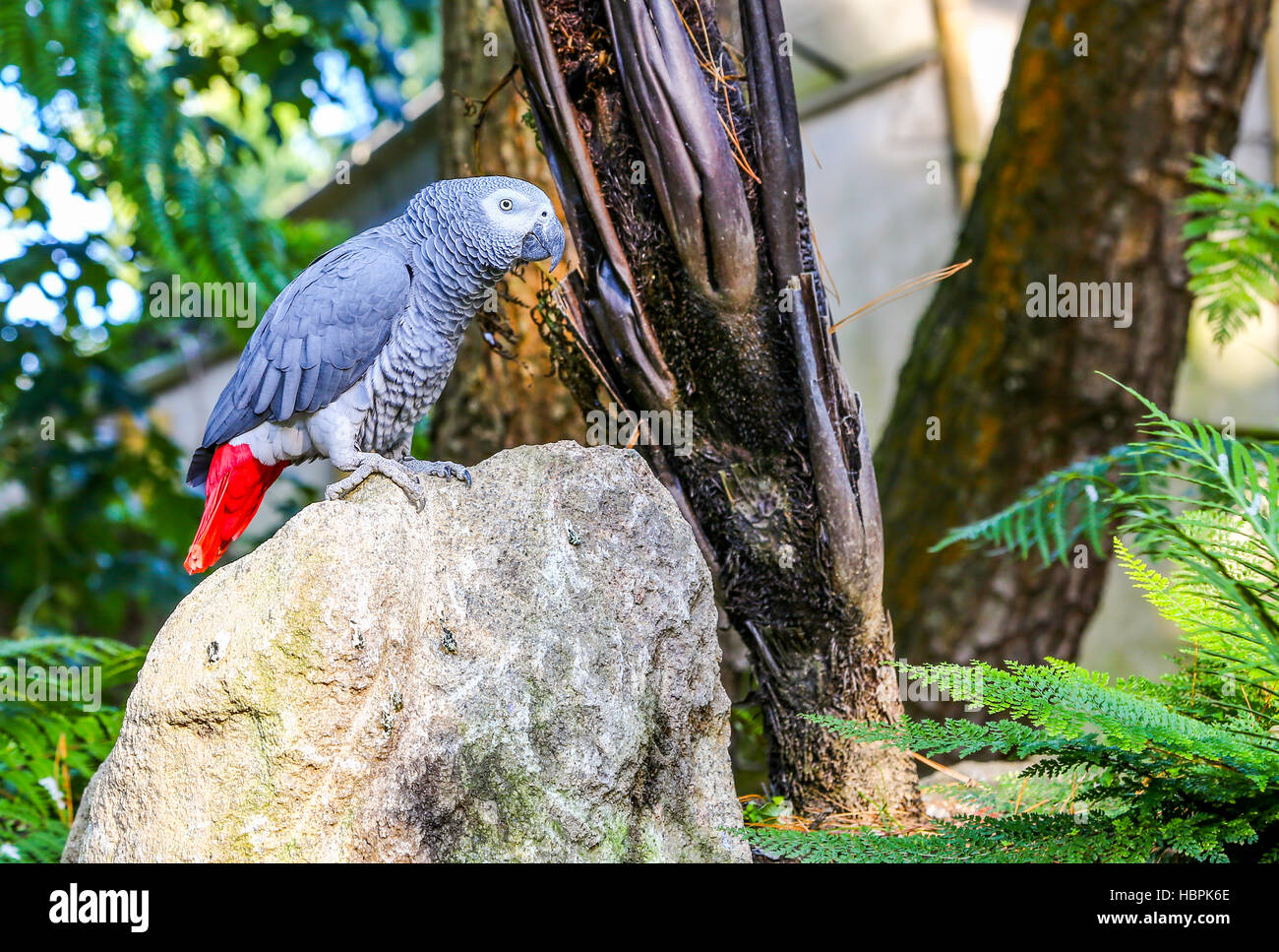 Pappagallo sulla sommità di una roccia Foto Stock