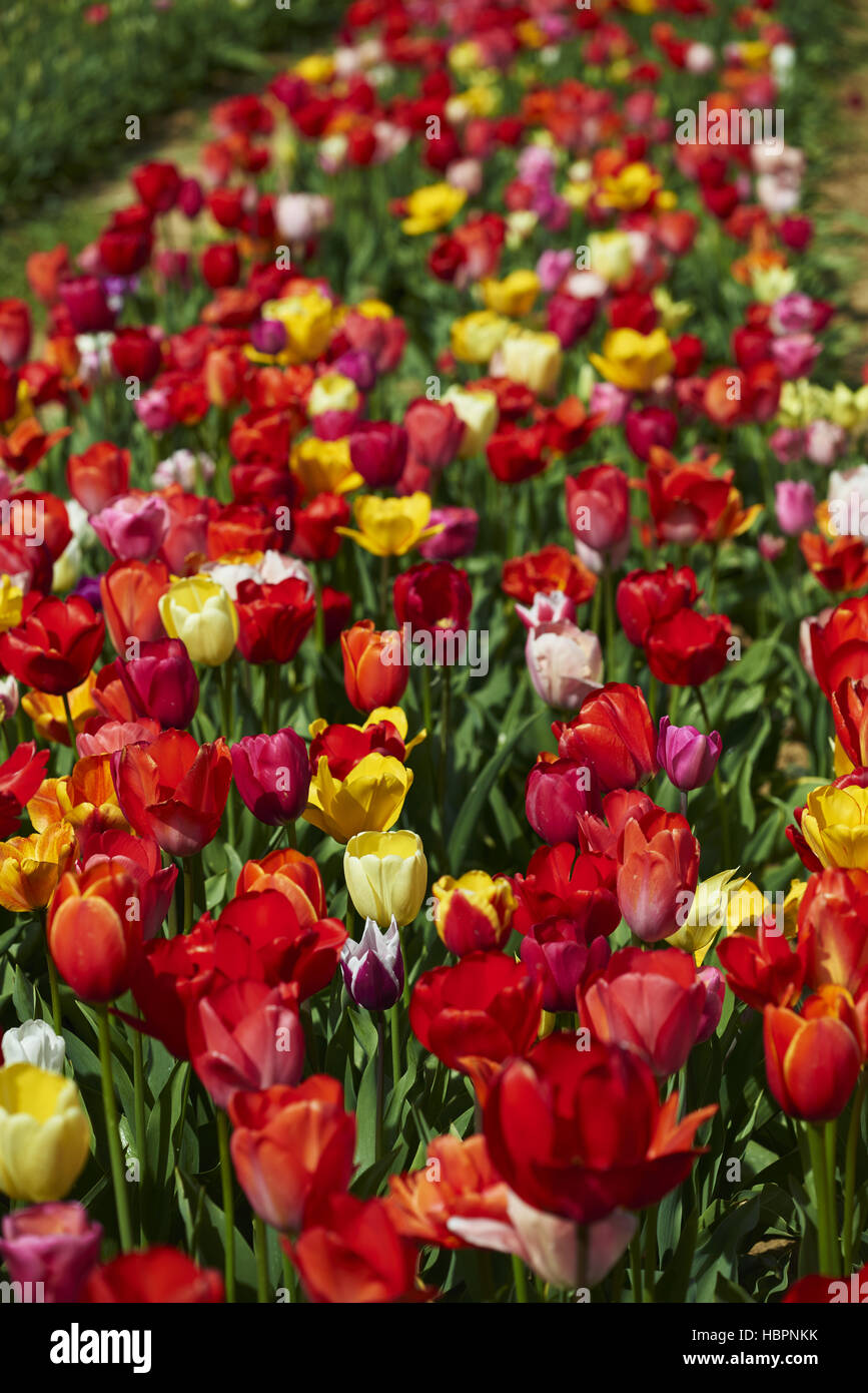 giardino dei tulipani Foto Stock