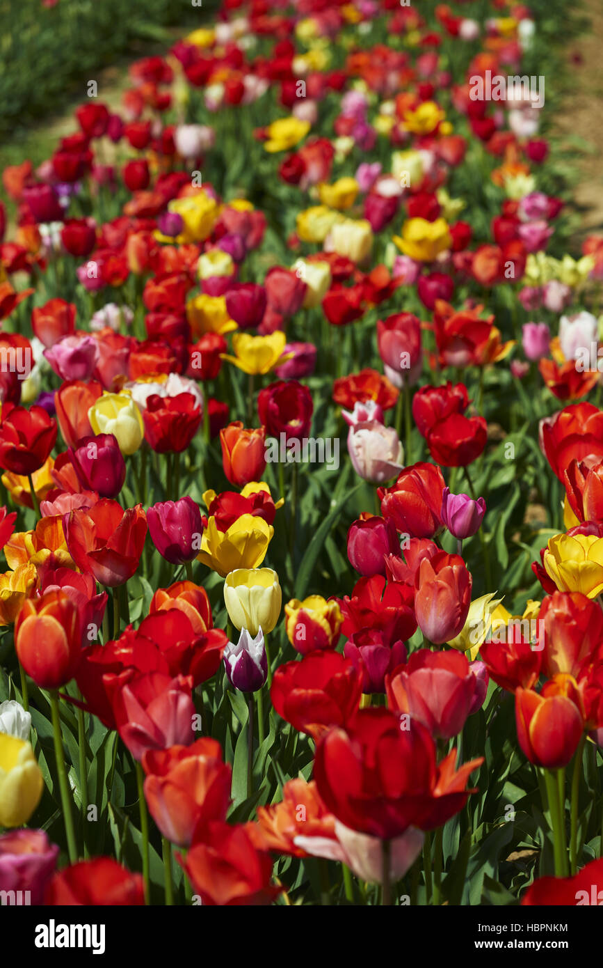 giardino dei tulipani Foto Stock