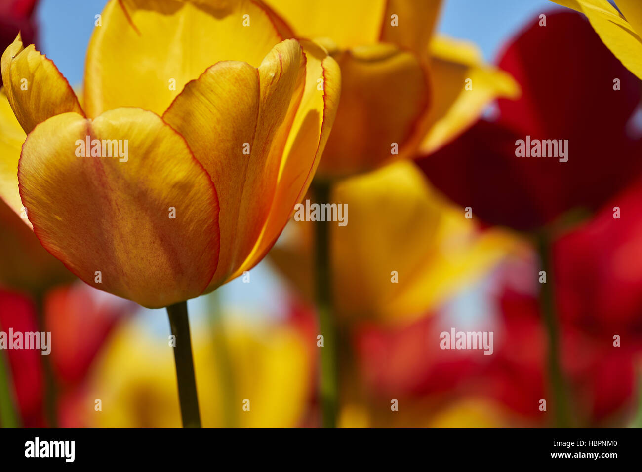 giardino dei tulipani Foto Stock