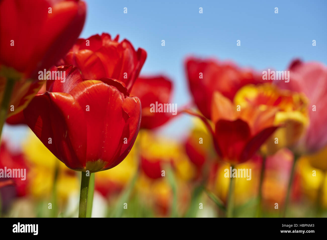 giardino dei tulipani Foto Stock