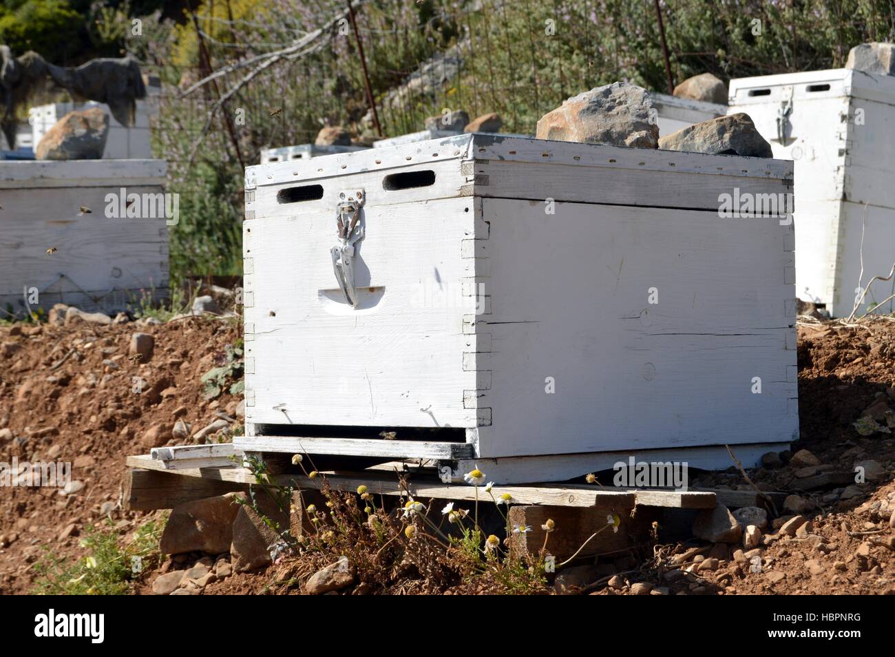 Alveari di api in montagna di Creta. Foto Stock