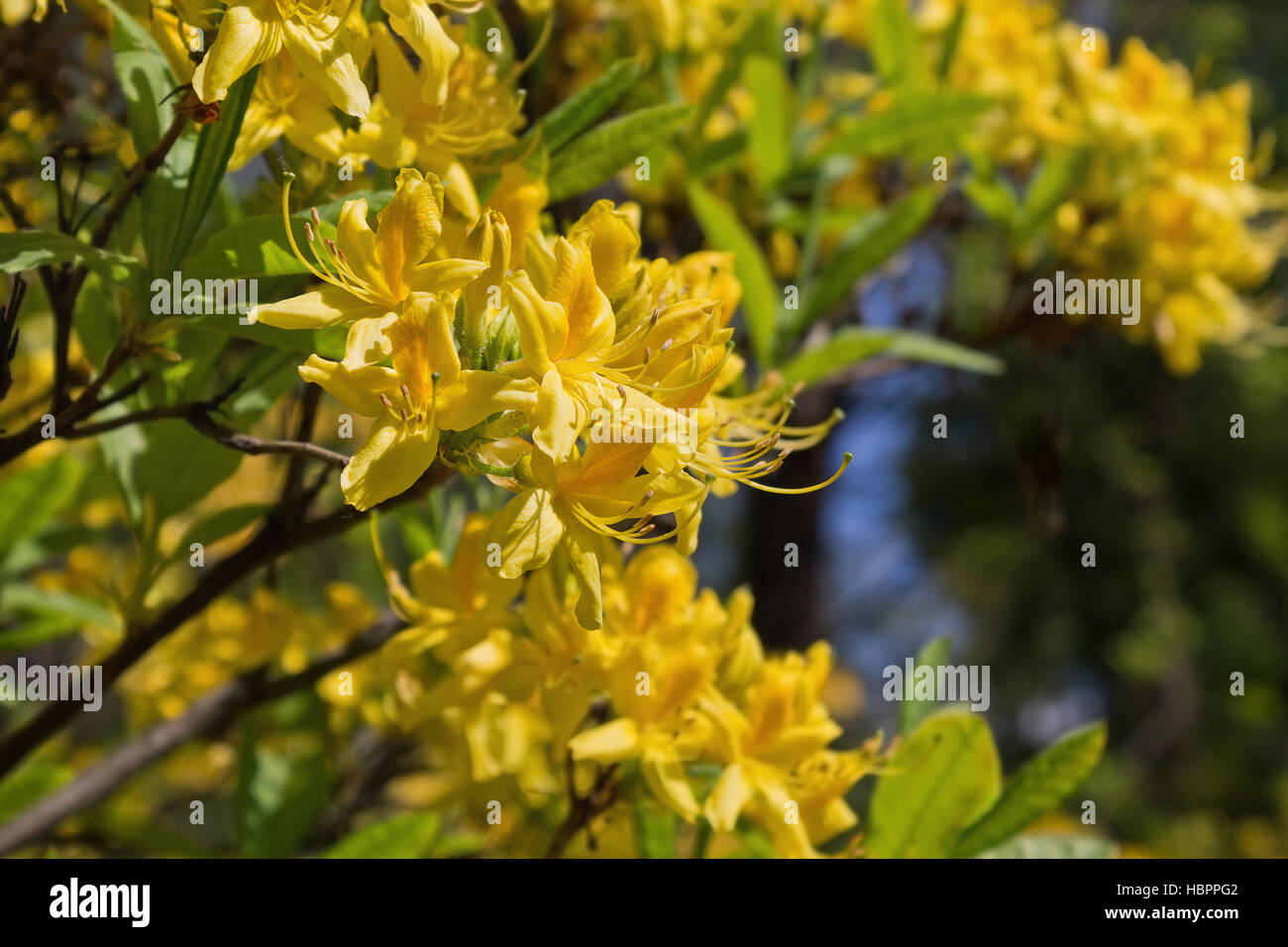 Giallo rododendri in un parco closeup Foto Stock