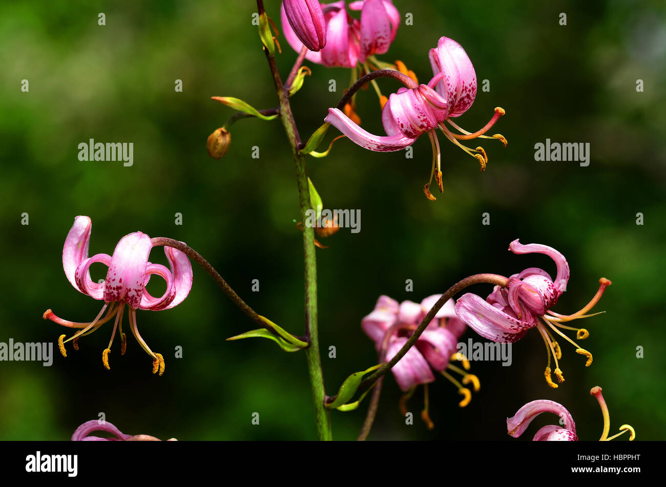 Martagon giglio, blossom, fiore, Foto Stock