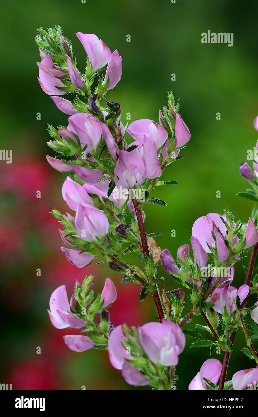 Ononide spinosa, fiore, blossom Foto Stock