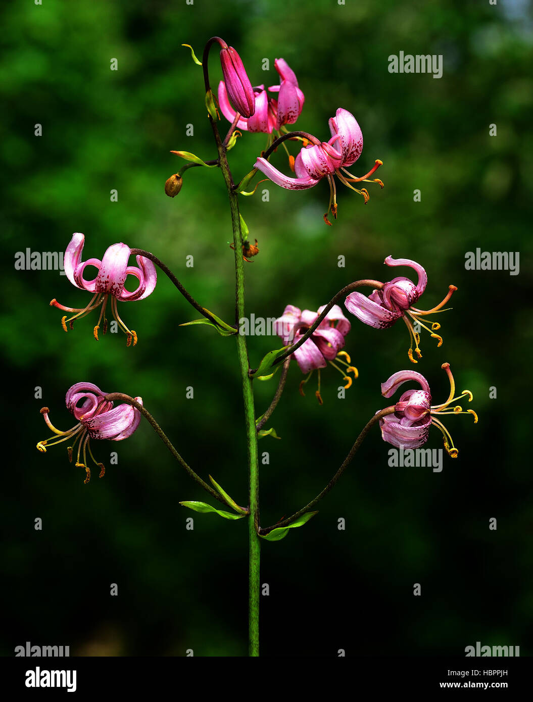 Martagon giglio, blossom, fiore, Foto Stock