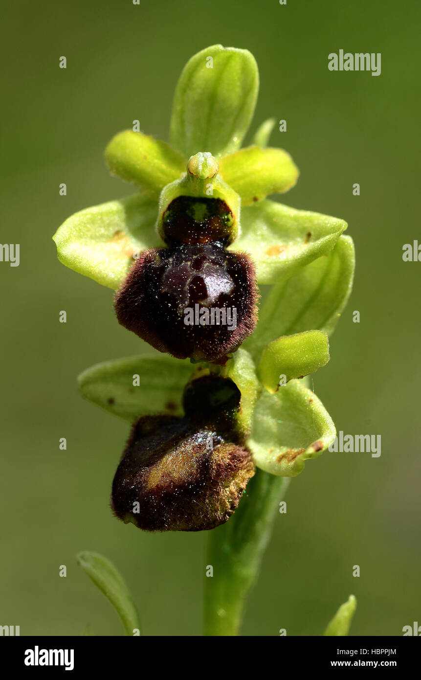 Inizio spider orchid, orchidea, spider orchid, Foto Stock