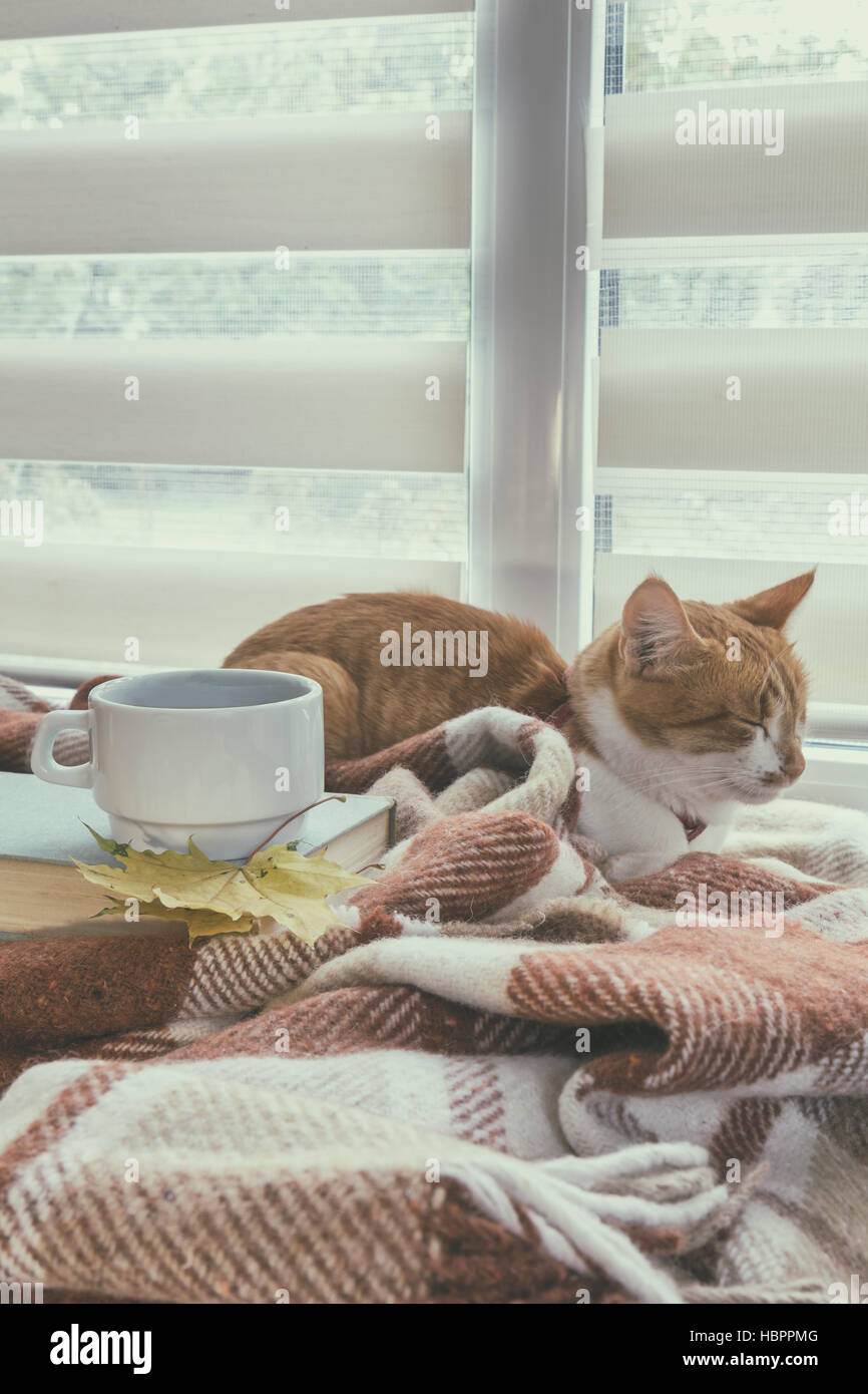 Tazza di caffè, del libro e del rosso-bianco cat Foto Stock