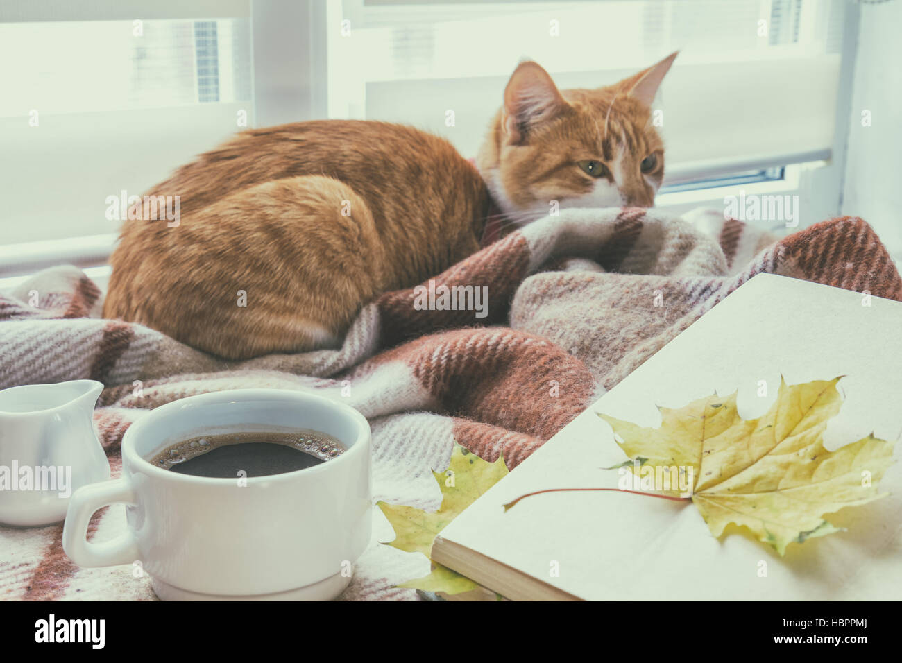 Tazza di caffè, del libro e del rosso-bianco cat Foto Stock