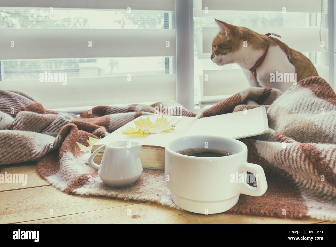 Tazza di caffè, del libro e del rosso-bianco cat Foto Stock