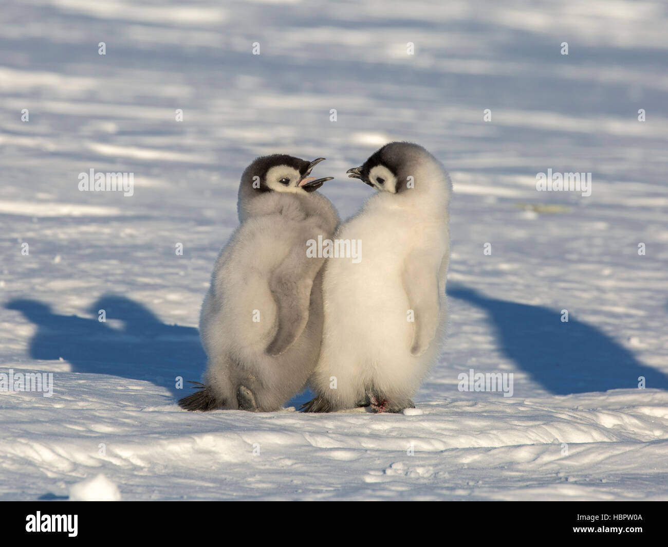 Pinguino imperatore pulcini impegnata in una comunicazione Foto Stock