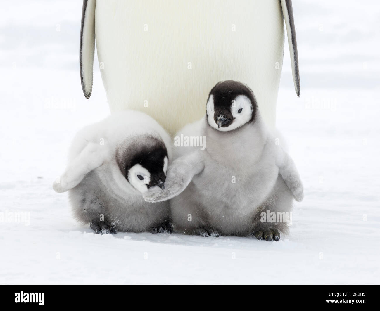 Un pinguino imperatore chick prende un morso sul parafango di un compagno di pulcino Foto Stock