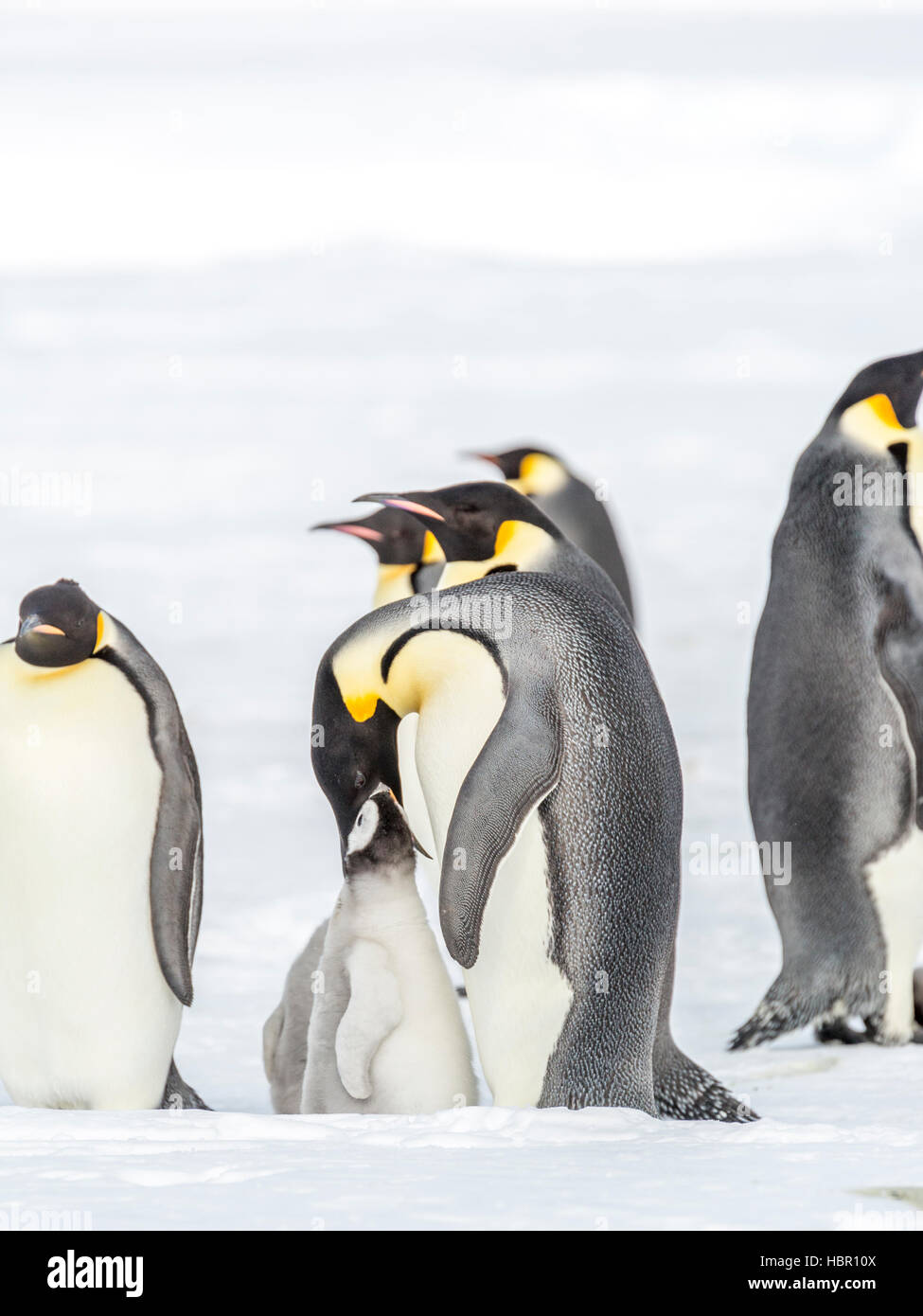 Pinguino imperatore pulcino è alimentato da un genitore Foto Stock
