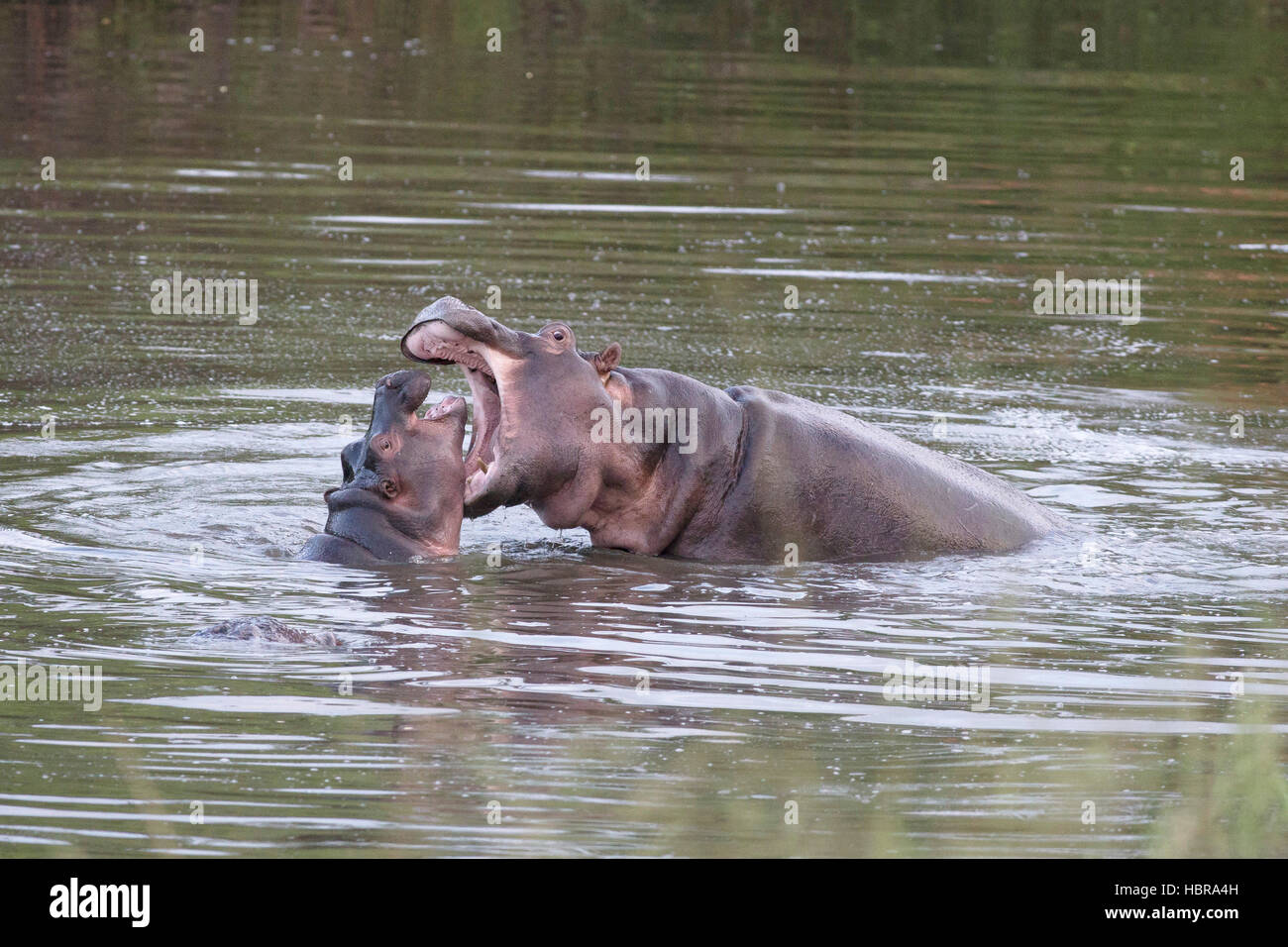 Un bambino e il novellame di ippopotamo (Hippopotamus amphibius) svolgono combattimenti in un foro di acqua in tarda serata al Kruger National Foto Stock