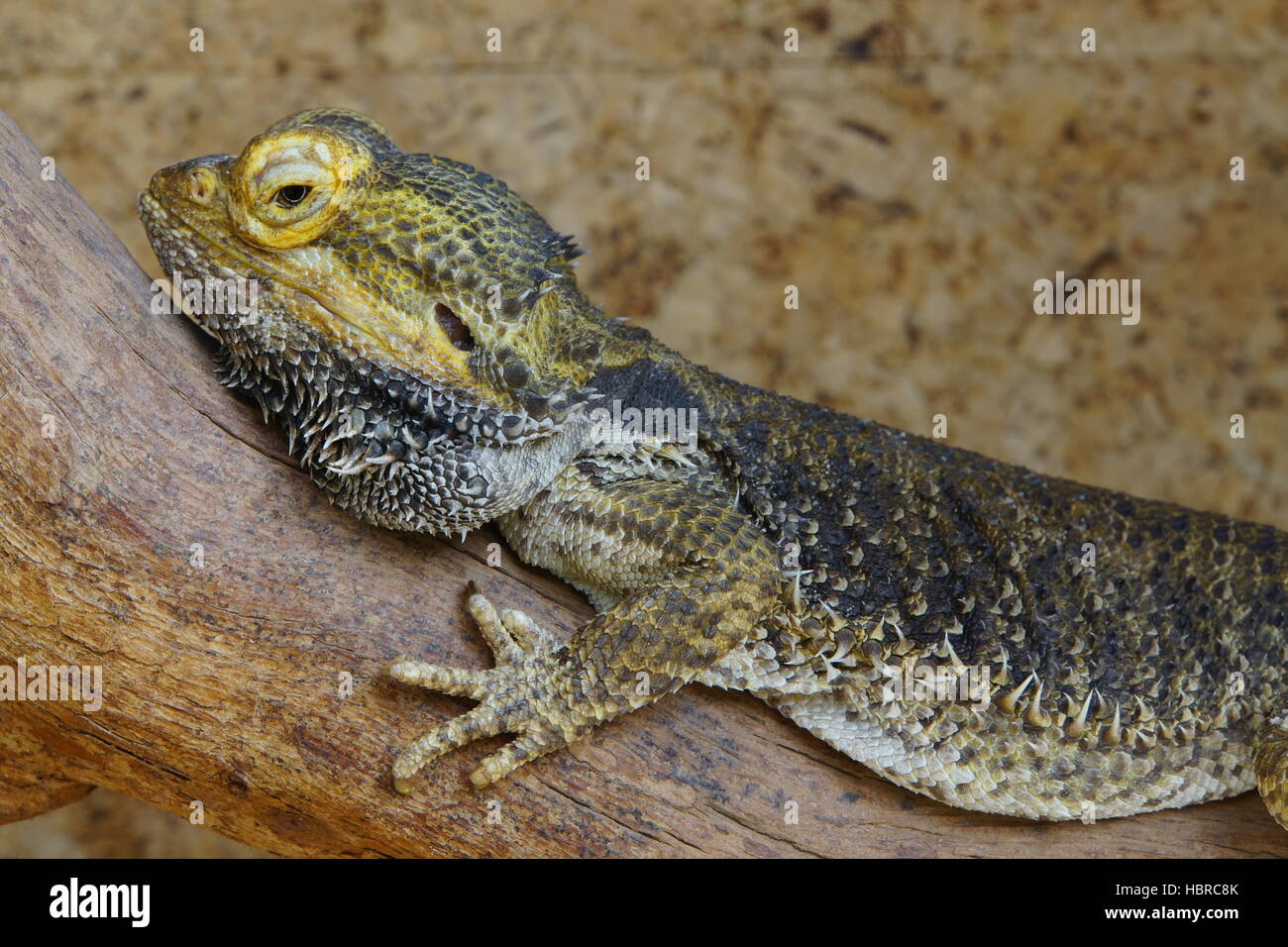 Centrale di drago barbuto [Pogona vitticeps] Foto Stock