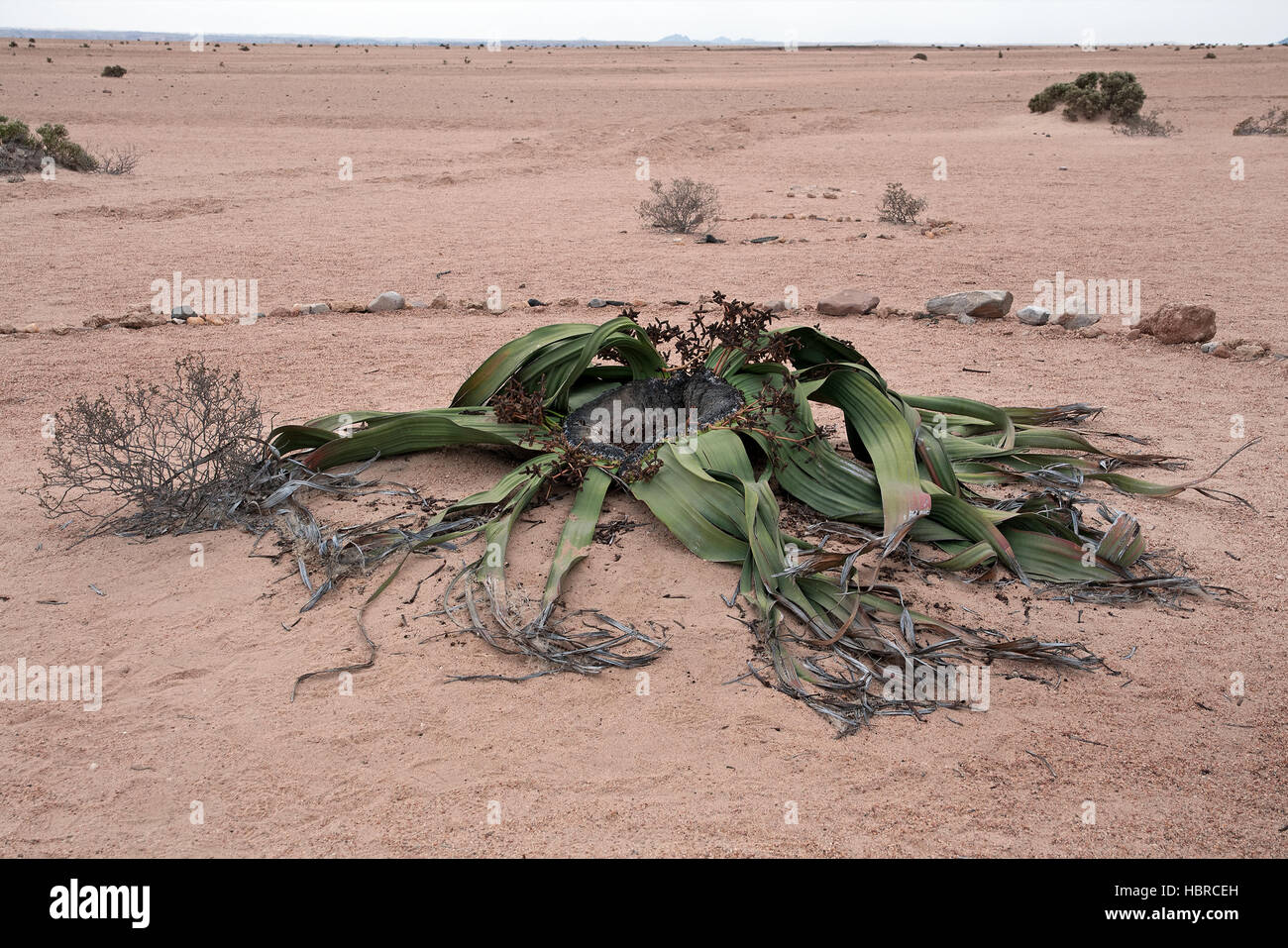 Welwitschia mirabilis Foto Stock