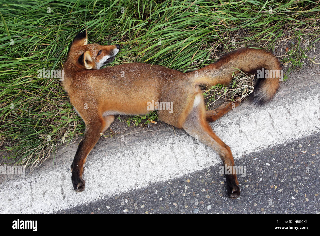 fox morto Foto Stock