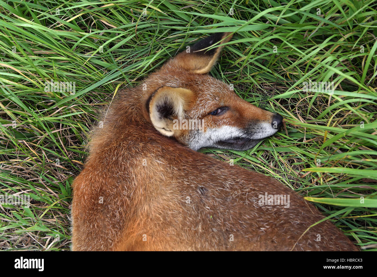 fox morto Foto Stock