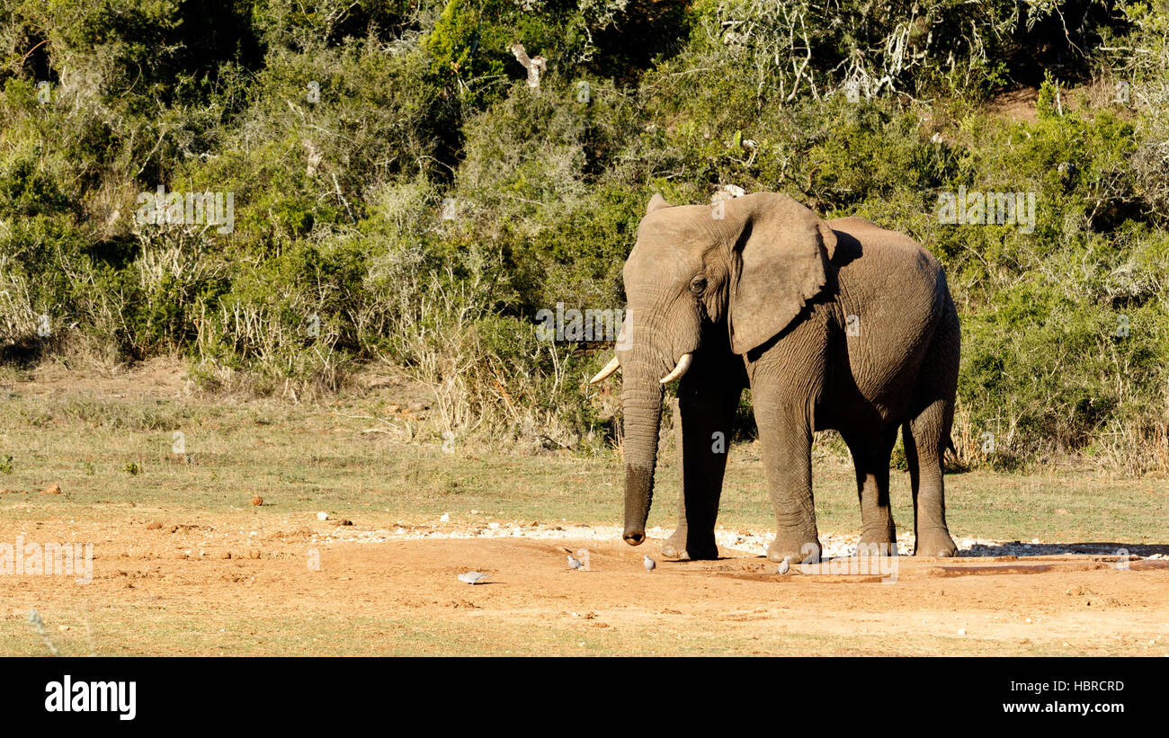 Bush africano Elefante a caccia di uccelli Foto Stock
