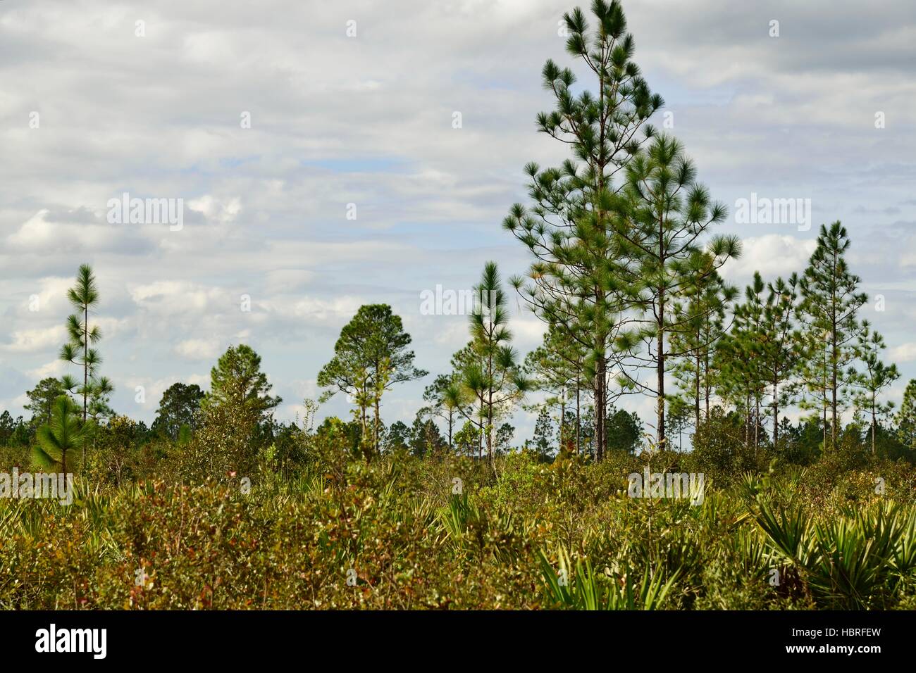 Cielo nuvoloso guardando oltre foglia lungo gli alberi di pino alto permanente in uno stato di proteggere la foresta, nella Florida Centrale. Foto Stock