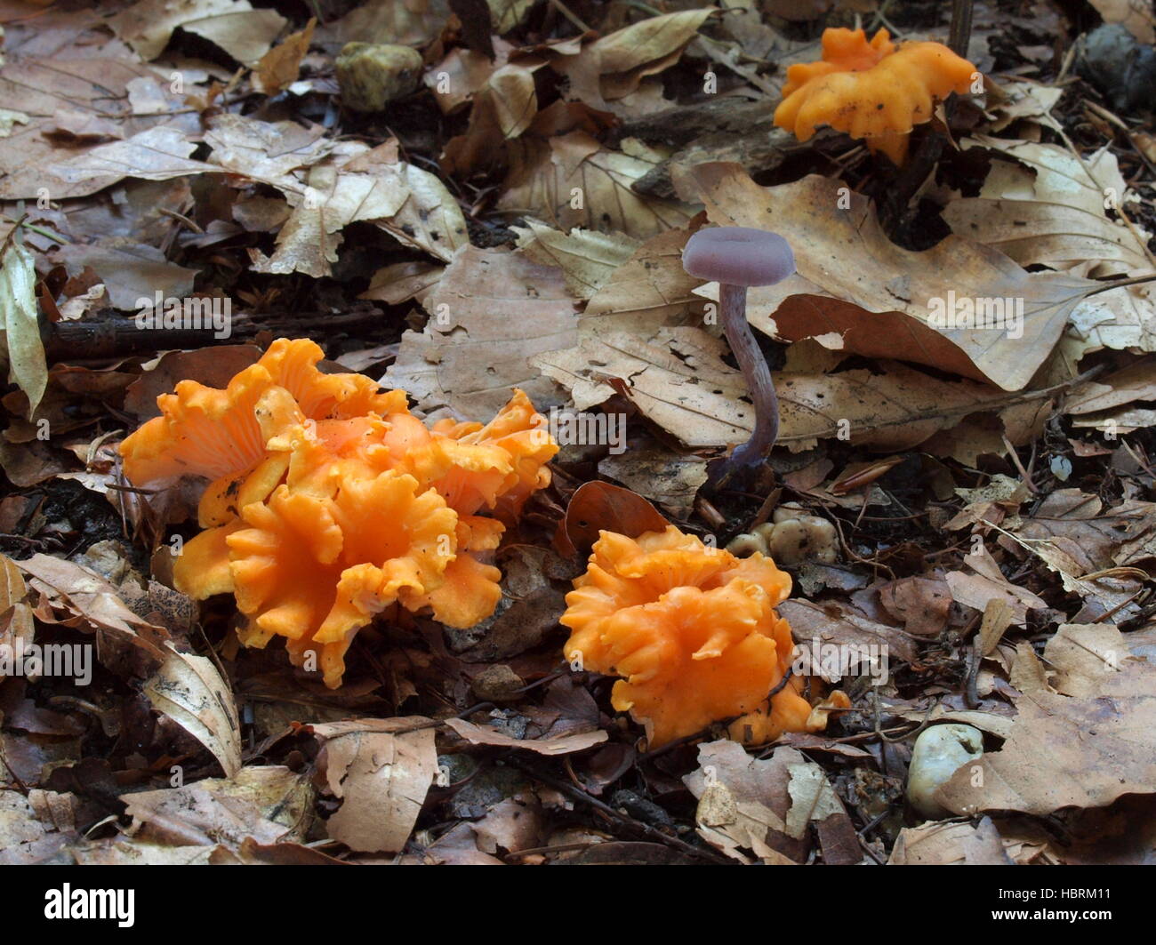 Orange chanterelle, cantherellus friesii Foto Stock