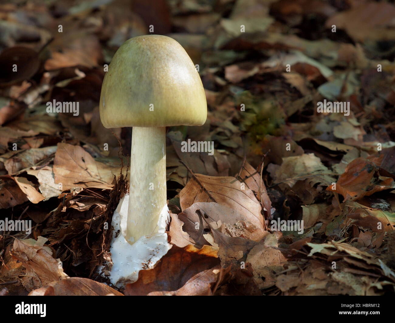 Tappo Detah, Amanita phalloides Foto Stock
