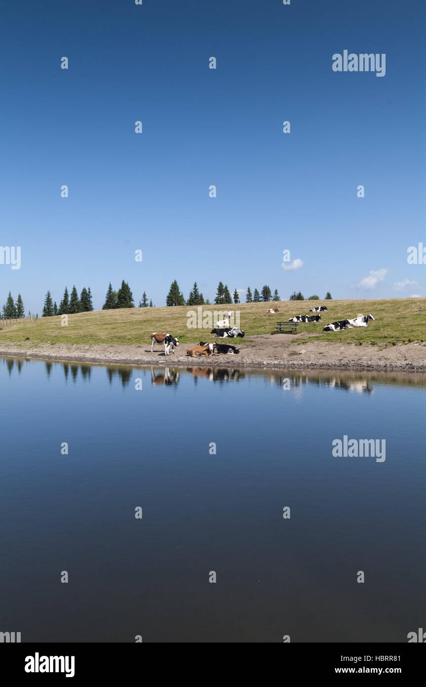 Lago austriaco con mucche sullo sfondo Foto Stock