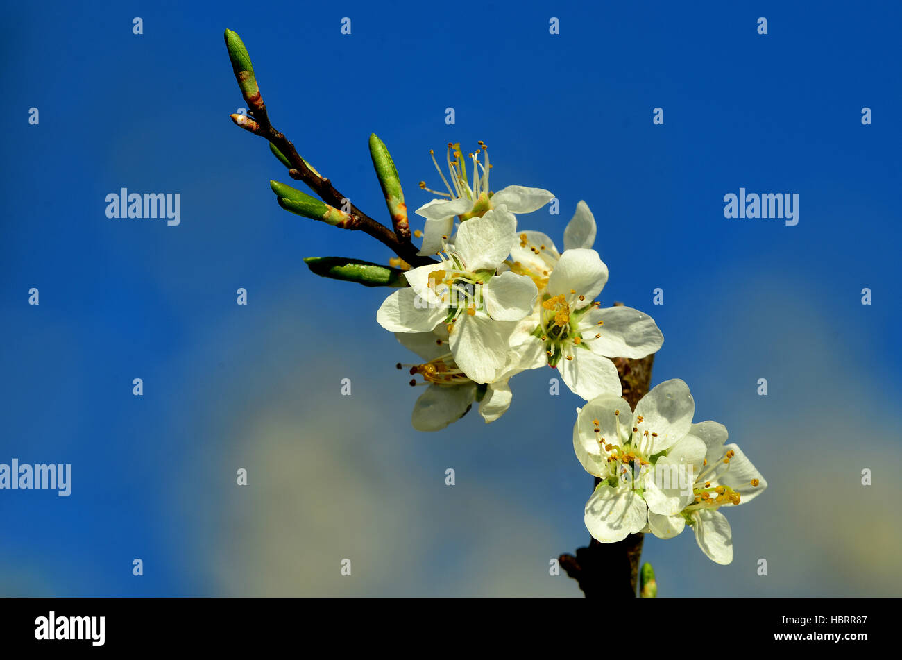 Blüte vom Schwarzdorn, Schlehdorn, Schlehe Foto Stock