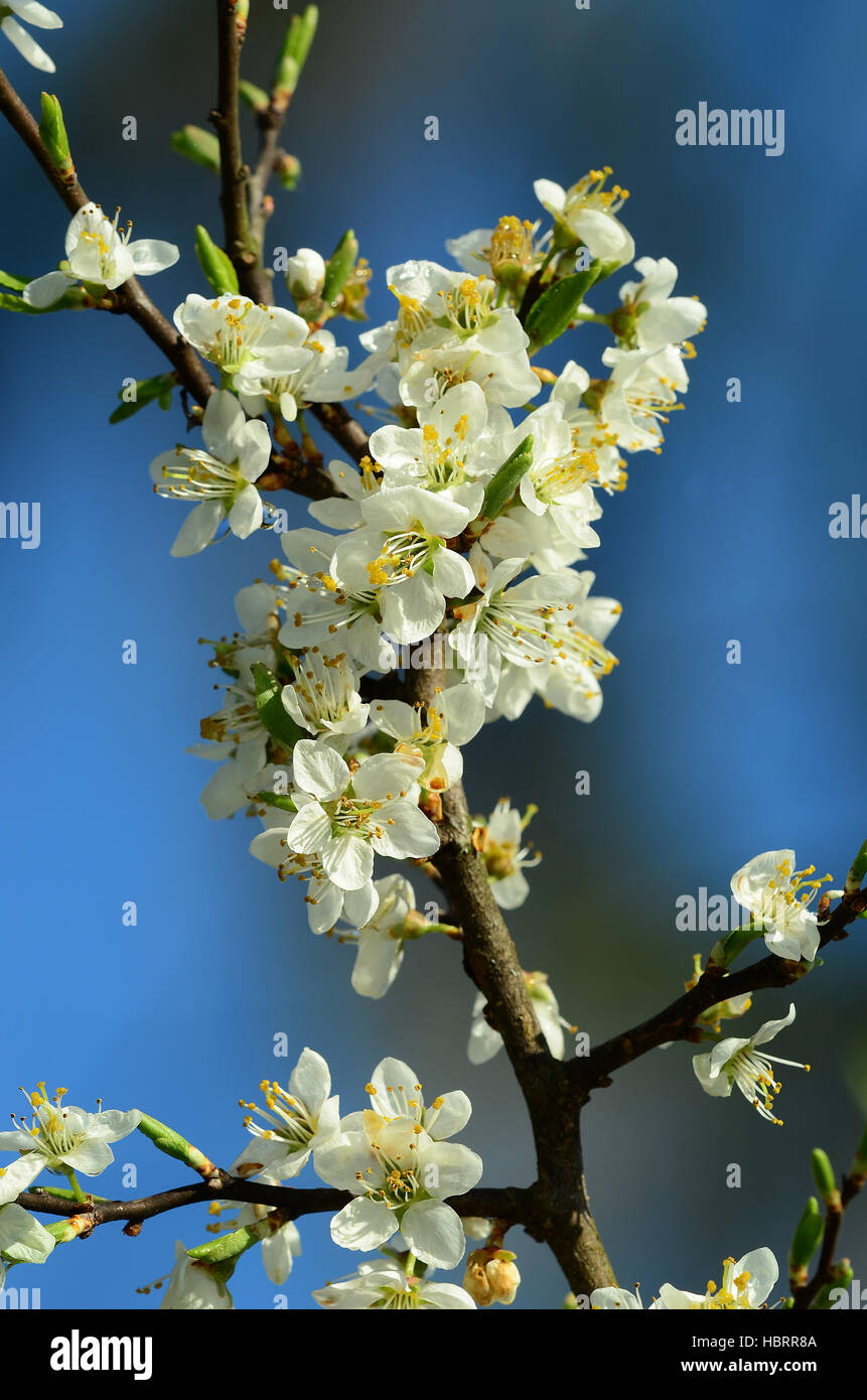 Blüte vom Schwarzdorn, Schlehdorn, Schlehe Foto Stock